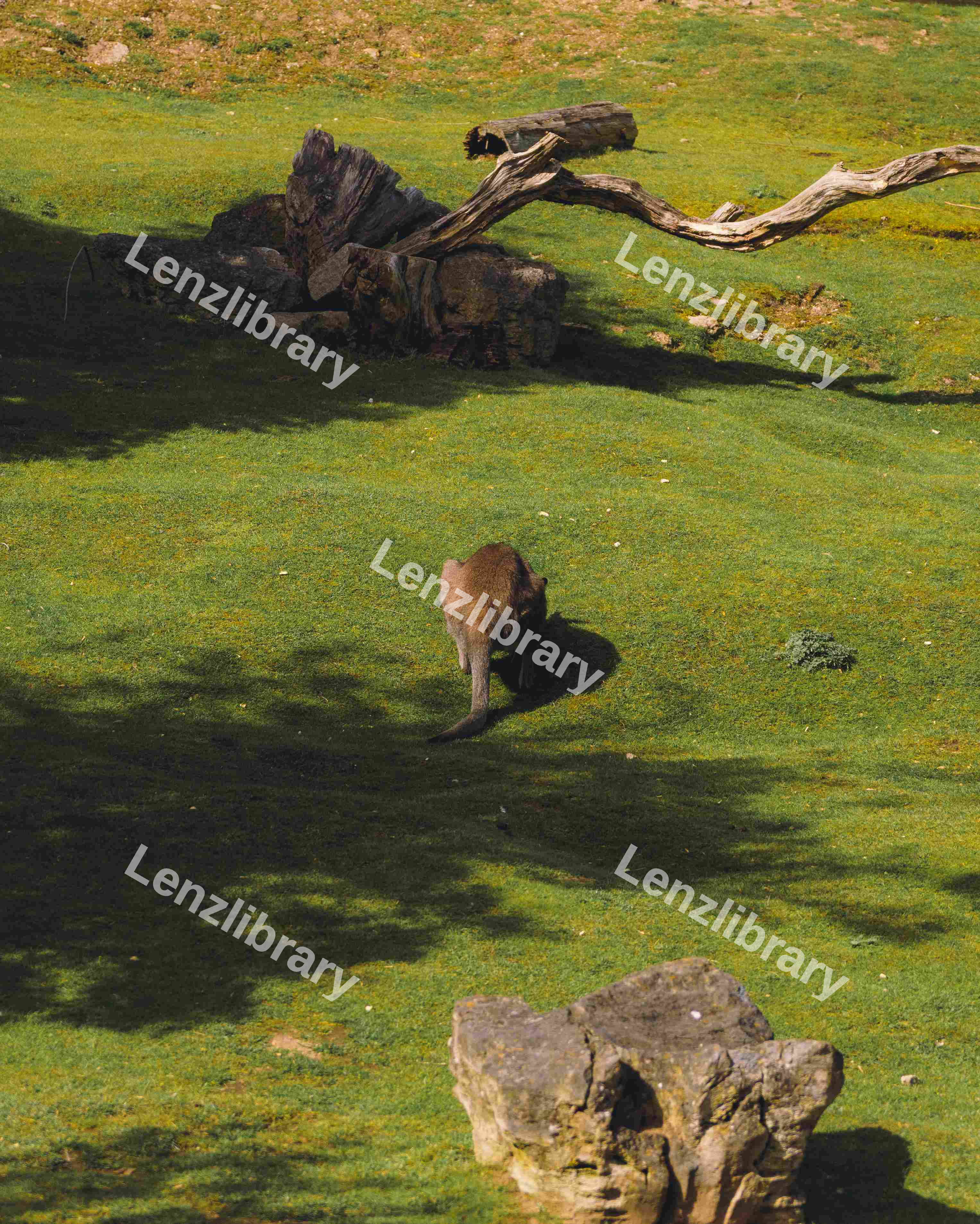 Kangaroo Grazing